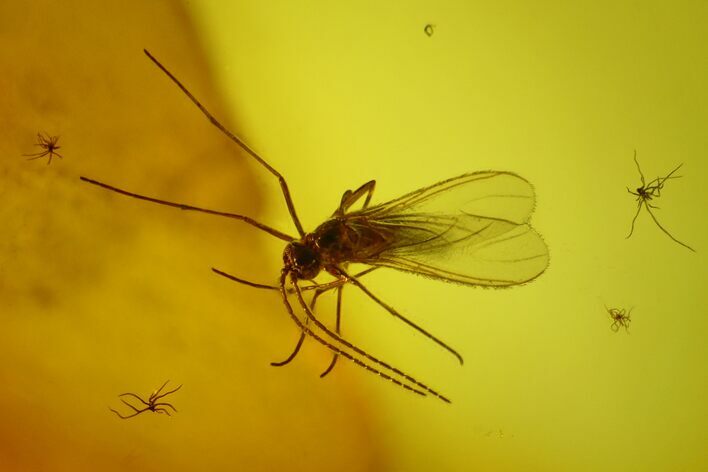 Two Fossil Flies (Diptera) In Baltic Amber #197741